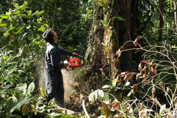 Best Leaf Removal  in Manson, WA